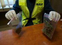 policjant trzymający marihuanę w woreczkach strunowych